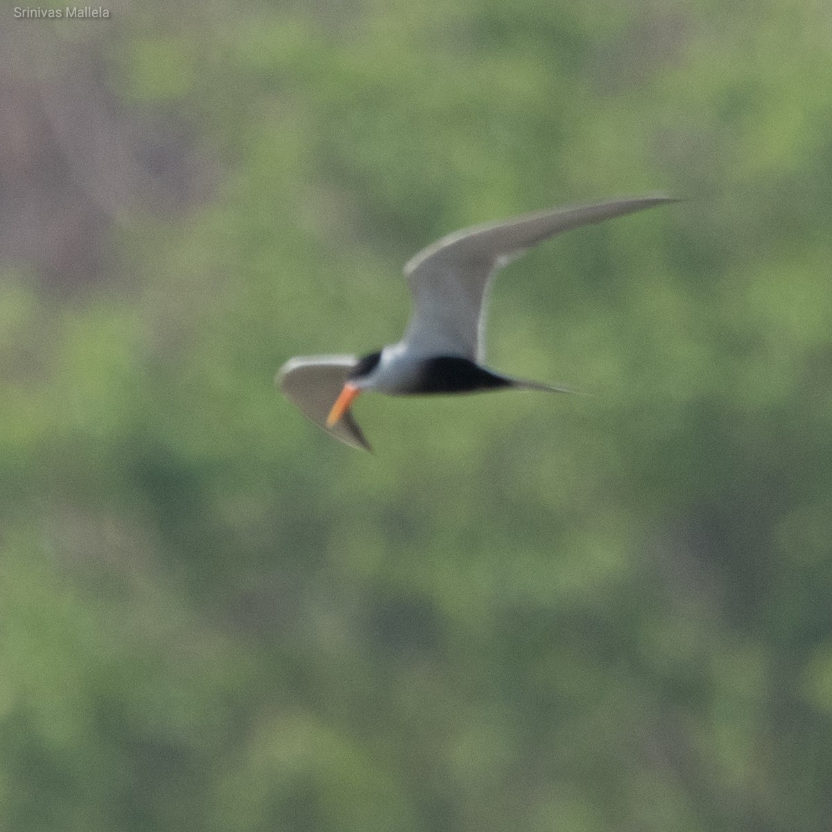 Black-bellied Tern - ML325888781
