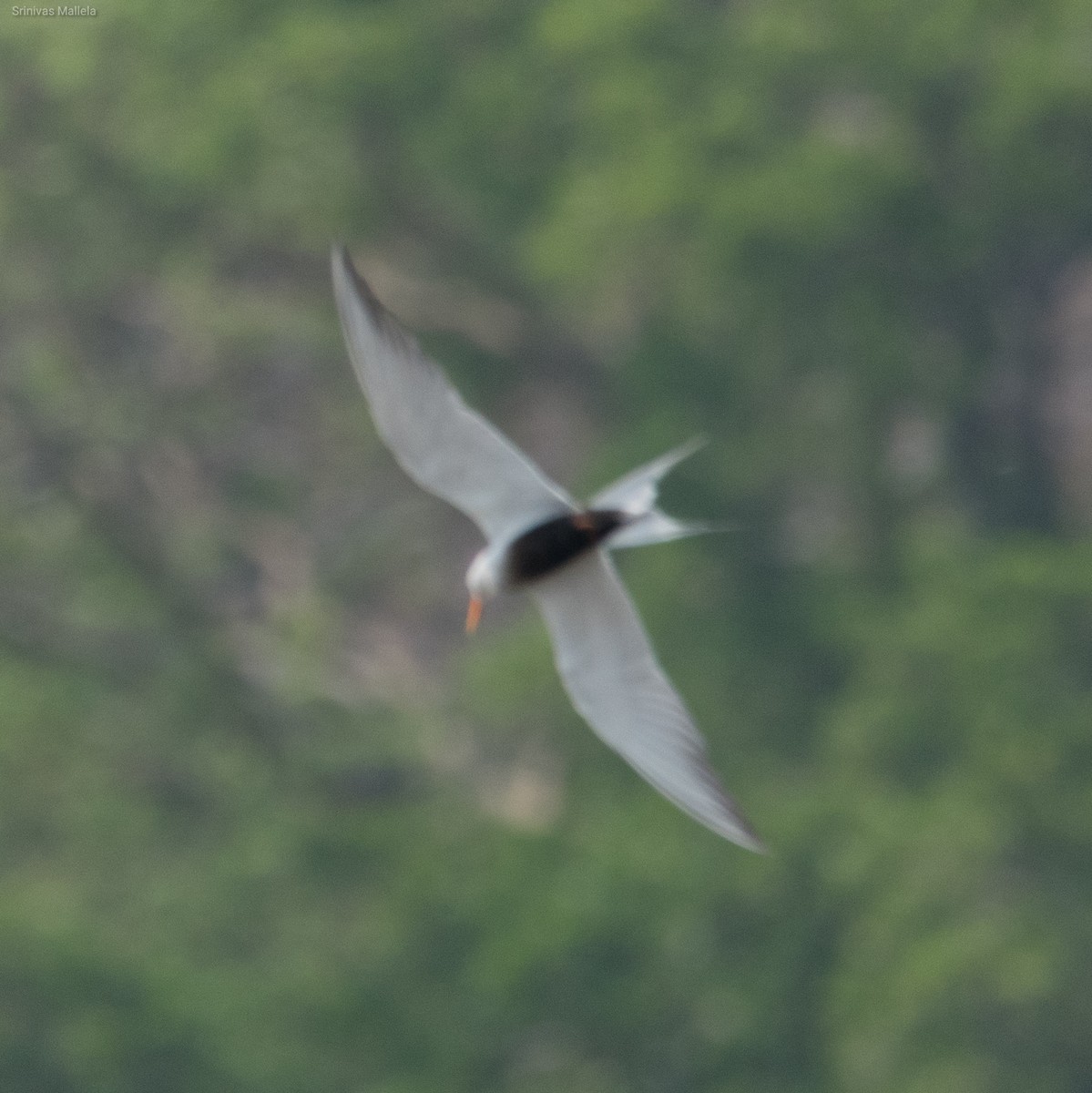 Black-bellied Tern - ML325888791