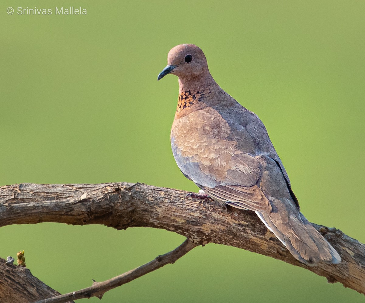 Laughing Dove - ML325889201