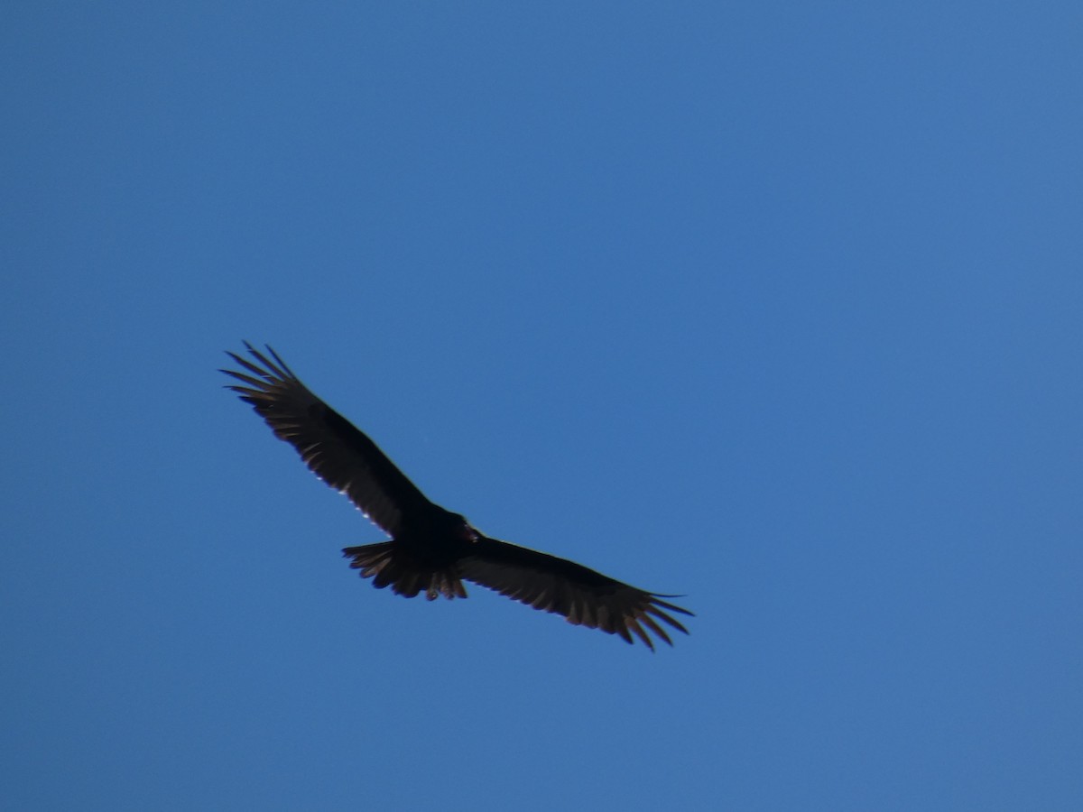 Turkey Vulture - ML325894641