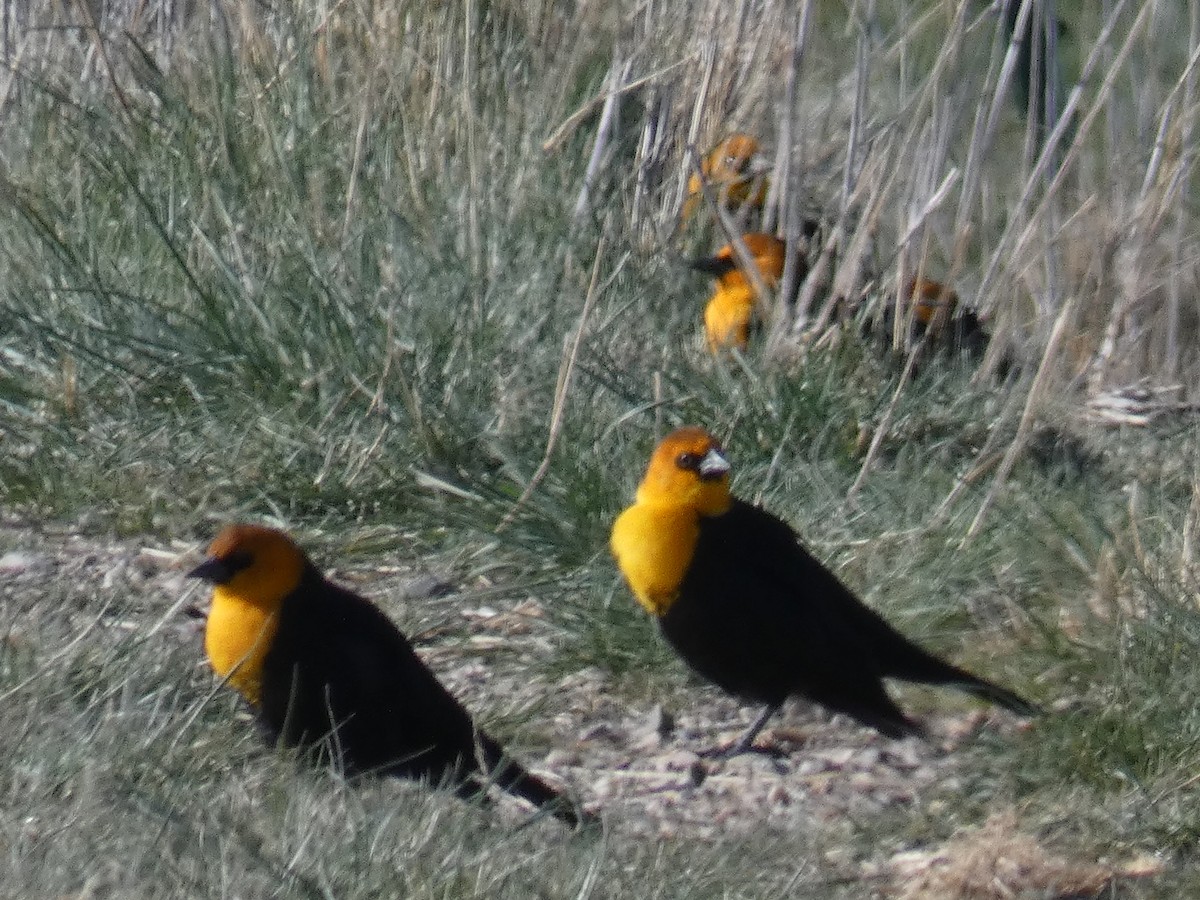 Yellow-headed Blackbird - ML325895591