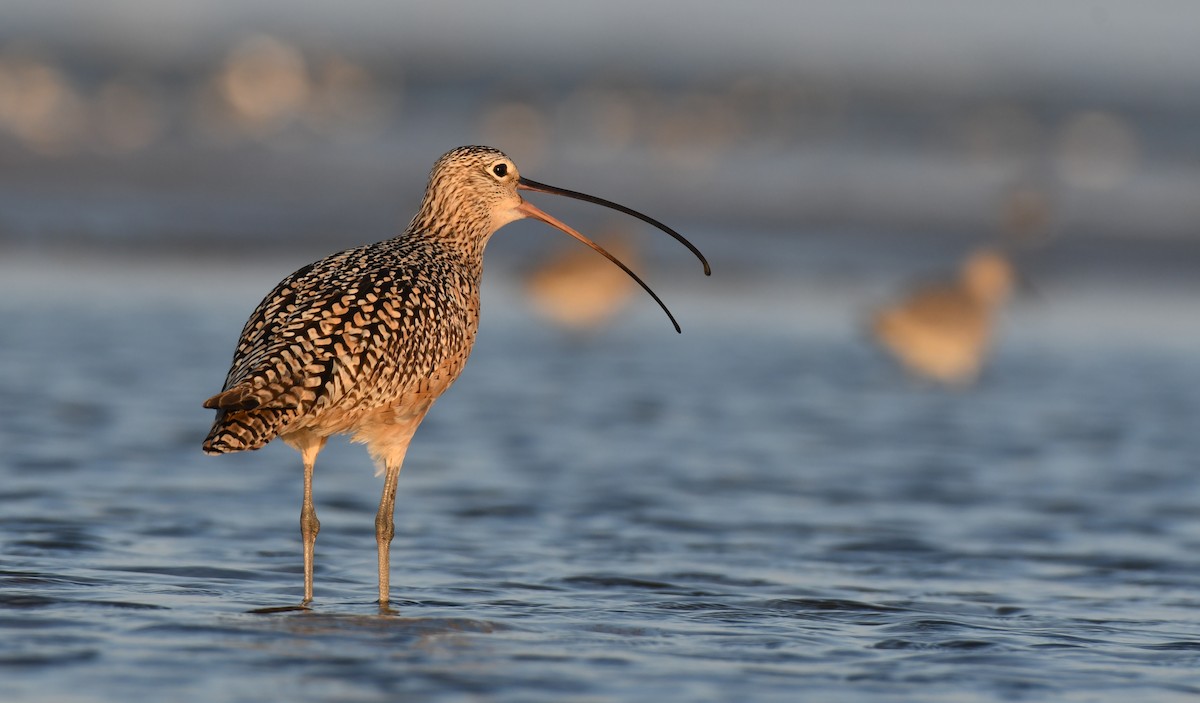 Long-billed Curlew - ML325898401