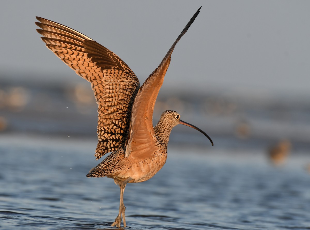 Long-billed Curlew - ML325898421