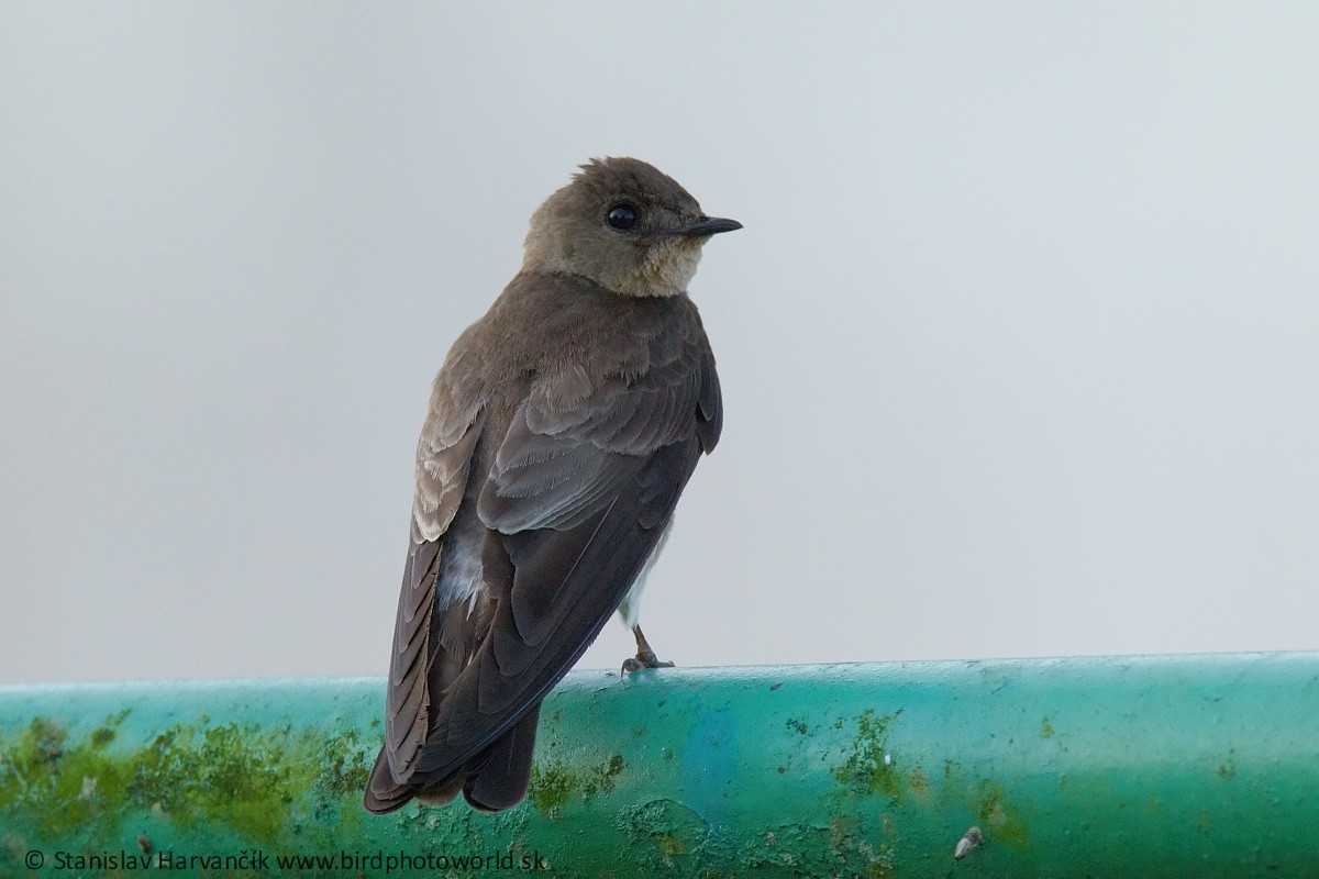 Southern Rough-winged Swallow - Stanislav Harvančík