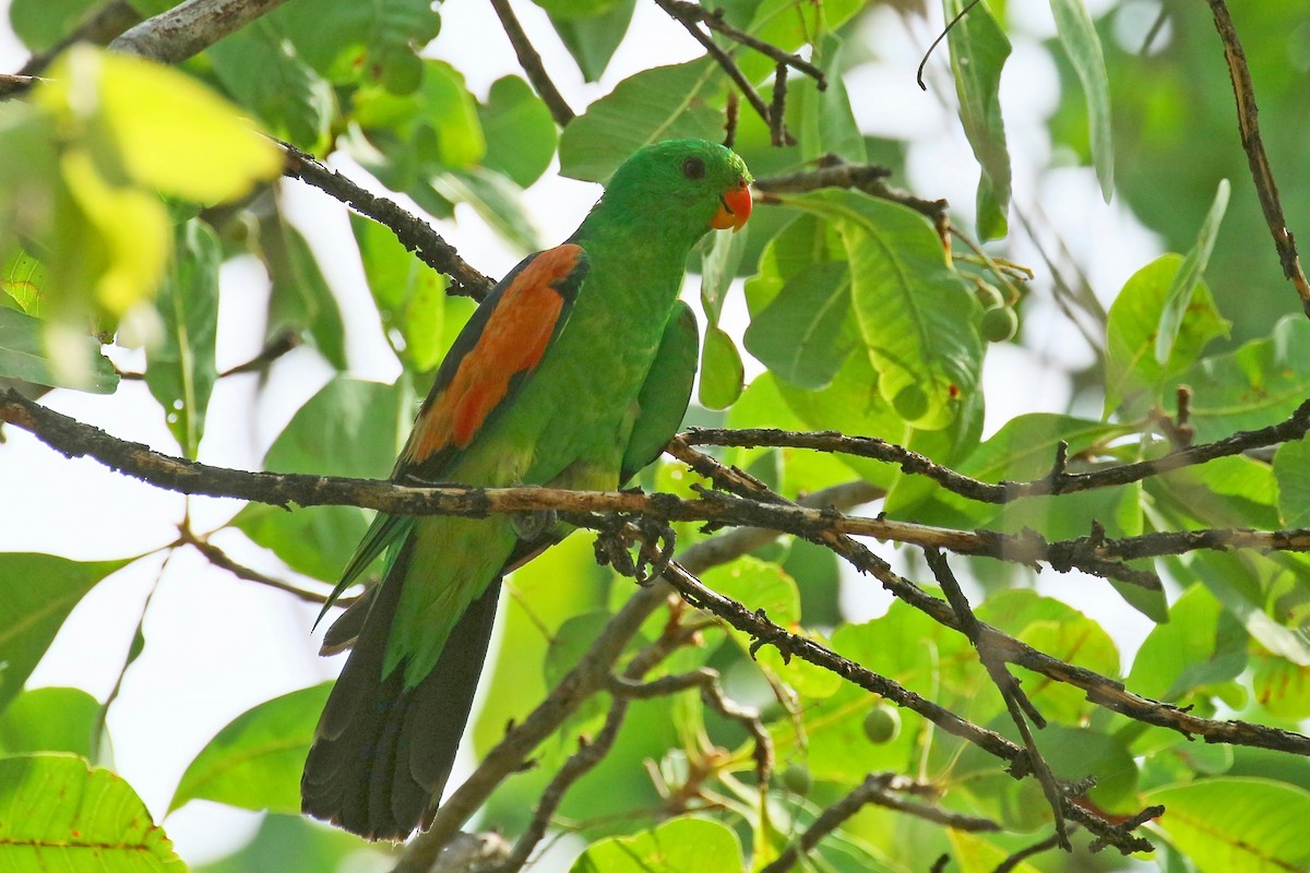 Red-winged Parrot - ML325910621
