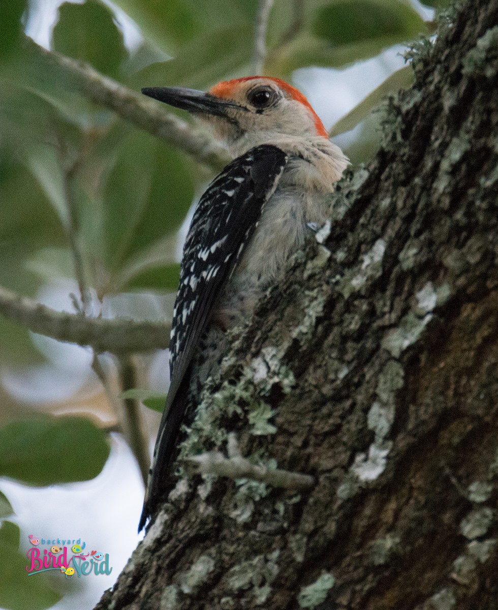 Red-bellied Woodpecker - Cheryl Johnson