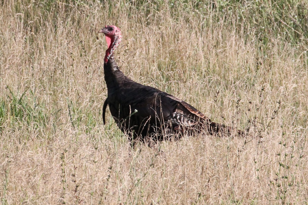 Wild Turkey - Glen Chapman