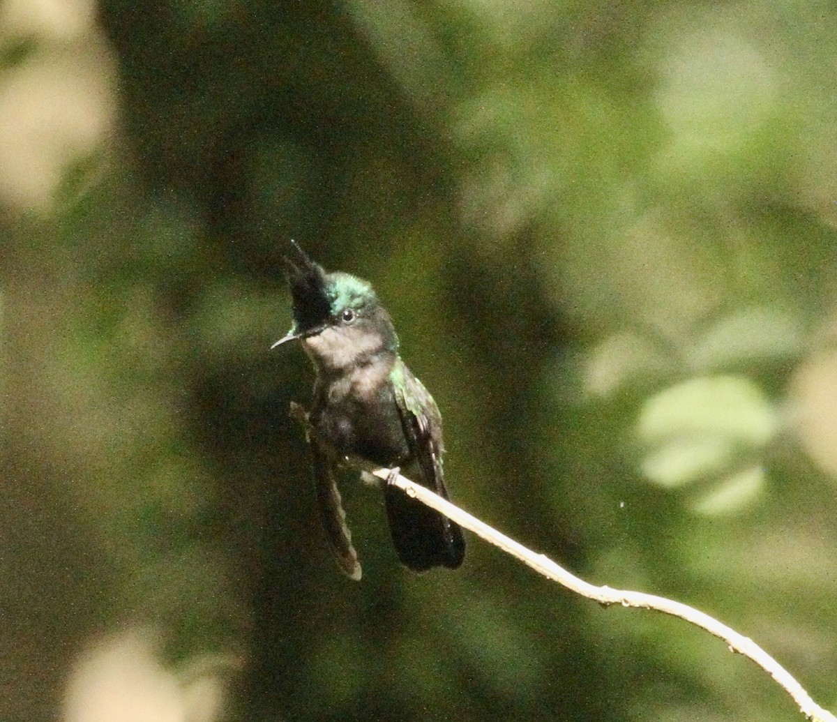 Antillean Crested Hummingbird - ML325936361