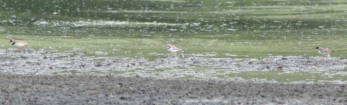 Semipalmated Plover - ML32593831