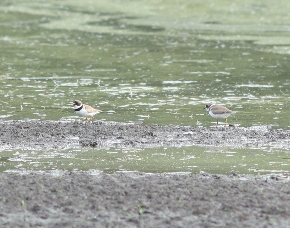 Semipalmated Plover - ML32593971