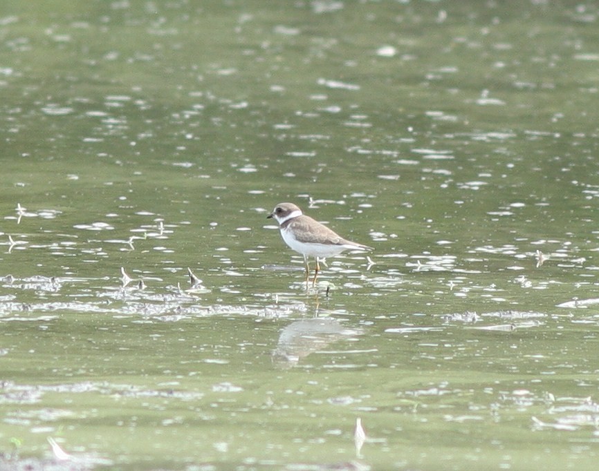 Semipalmated Plover - ML32593991