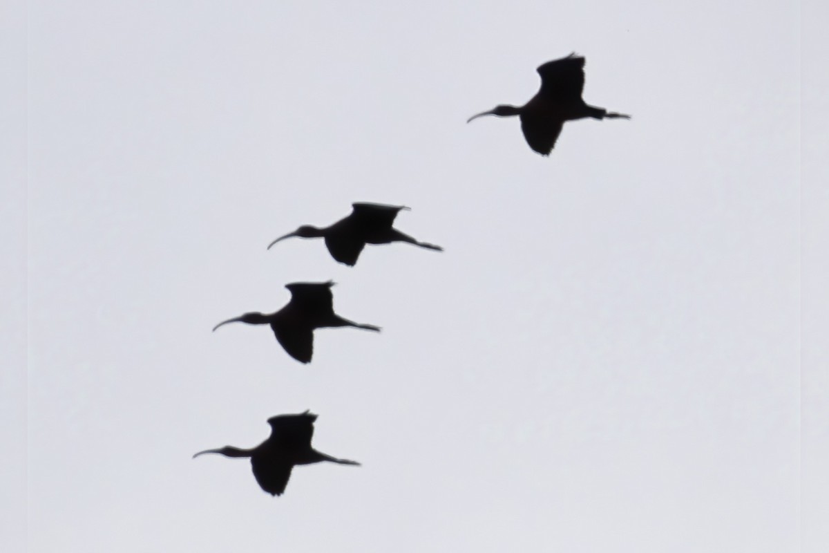 ibis hnědý - ML325940791