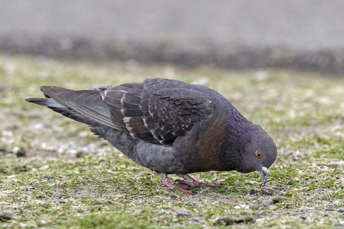 Rock Pigeon (Feral Pigeon) - ML325940831