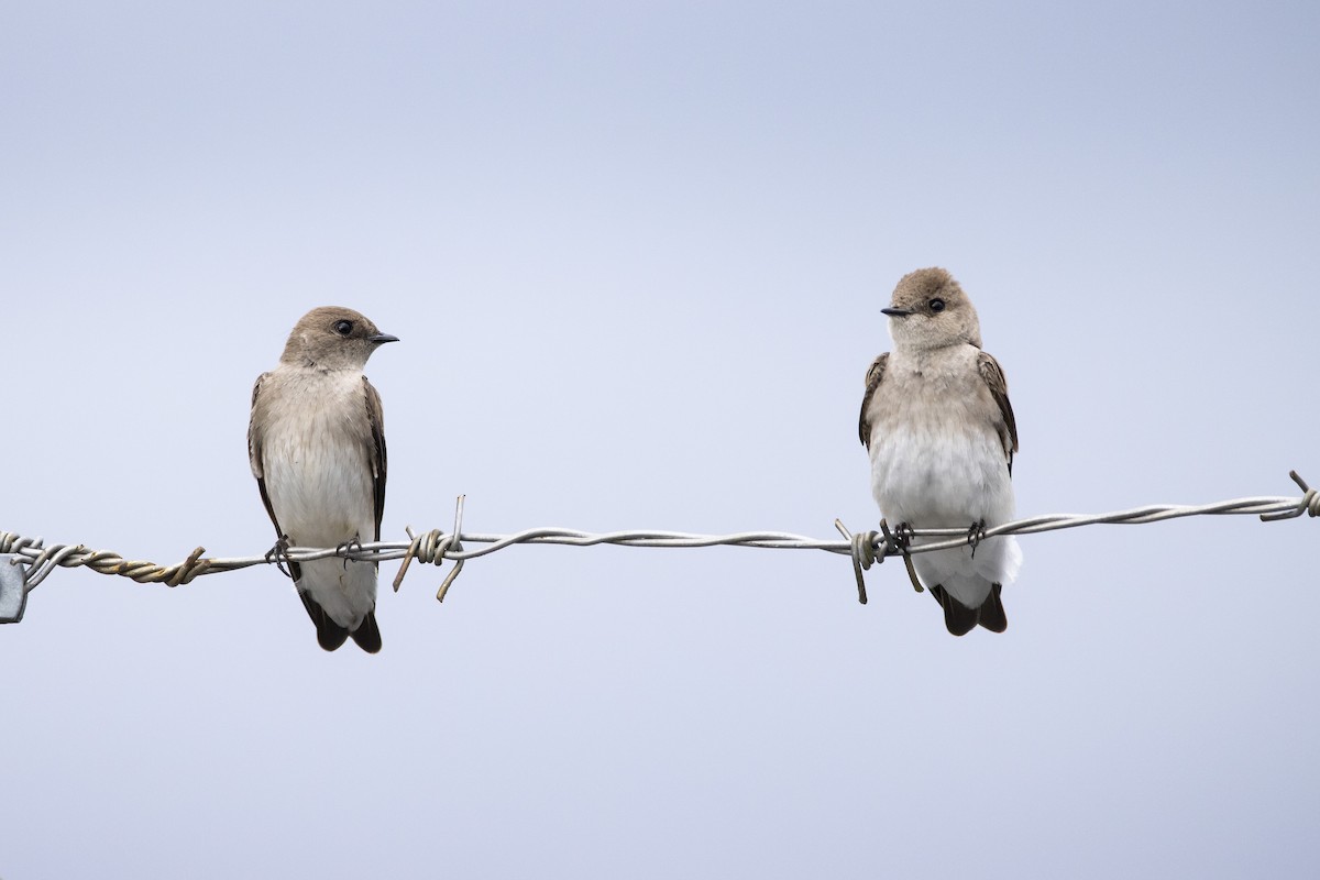 Northern Rough-winged Swallow - ML325943451