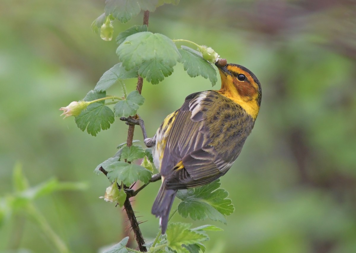 Cape May Warbler - ML325943901