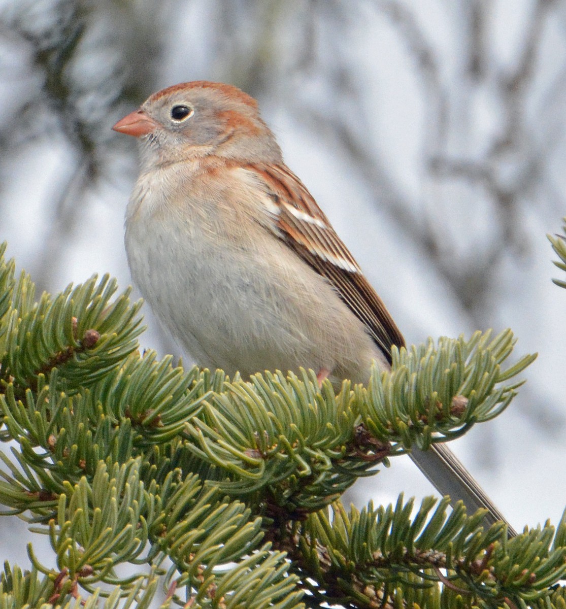 Field Sparrow - ML325945271