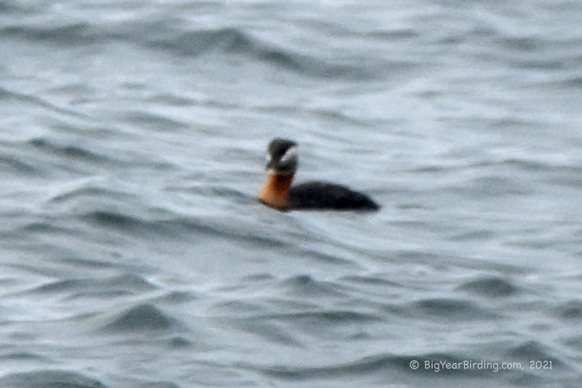 Red-necked Grebe - ML325947201