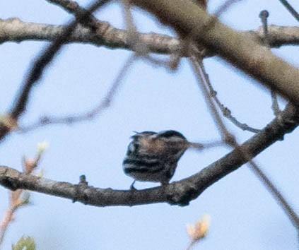 Black-and-white Warbler - ML325950381