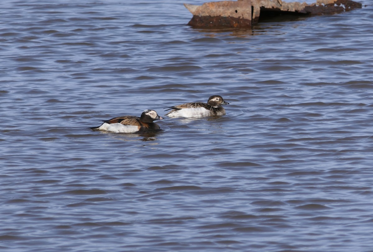 Long-tailed Duck - Dennis Arendt