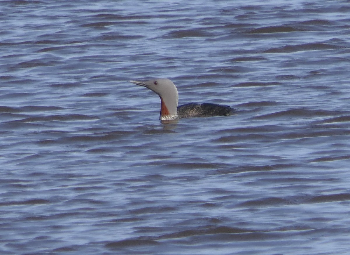 Red-throated Loon - Dennis Arendt