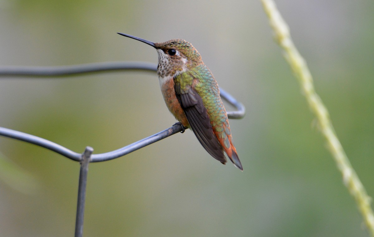 Rufous Hummingbird - David Wade