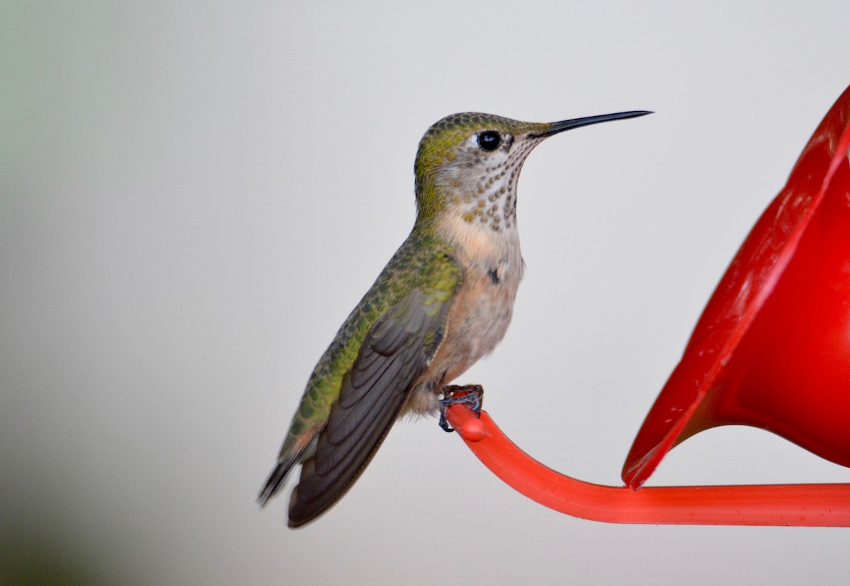 Calliope Hummingbird - ML32595881