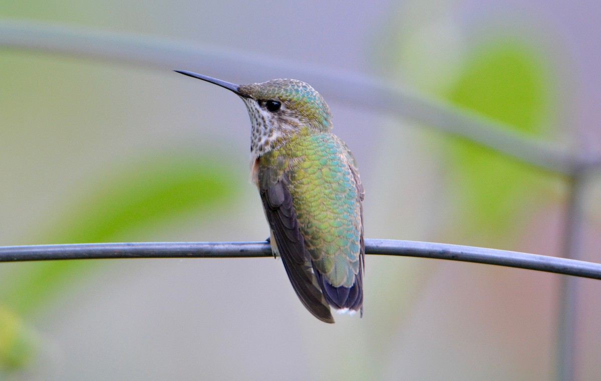 Calliope Hummingbird - David Wade