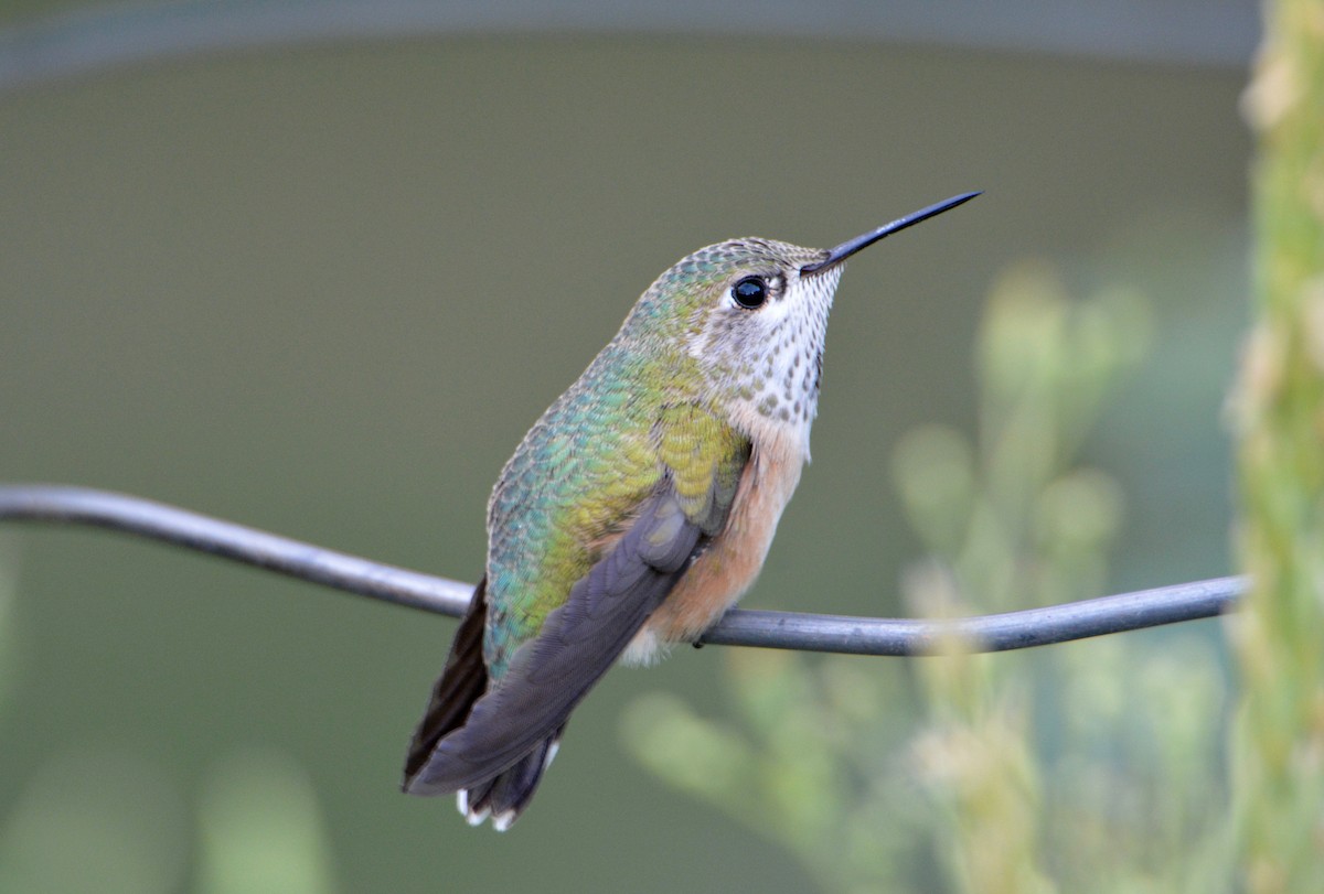 Calliope Hummingbird - ML32595931