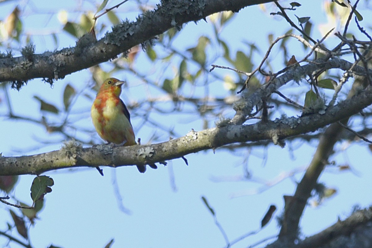 Scarlet Tanager - ML325967591