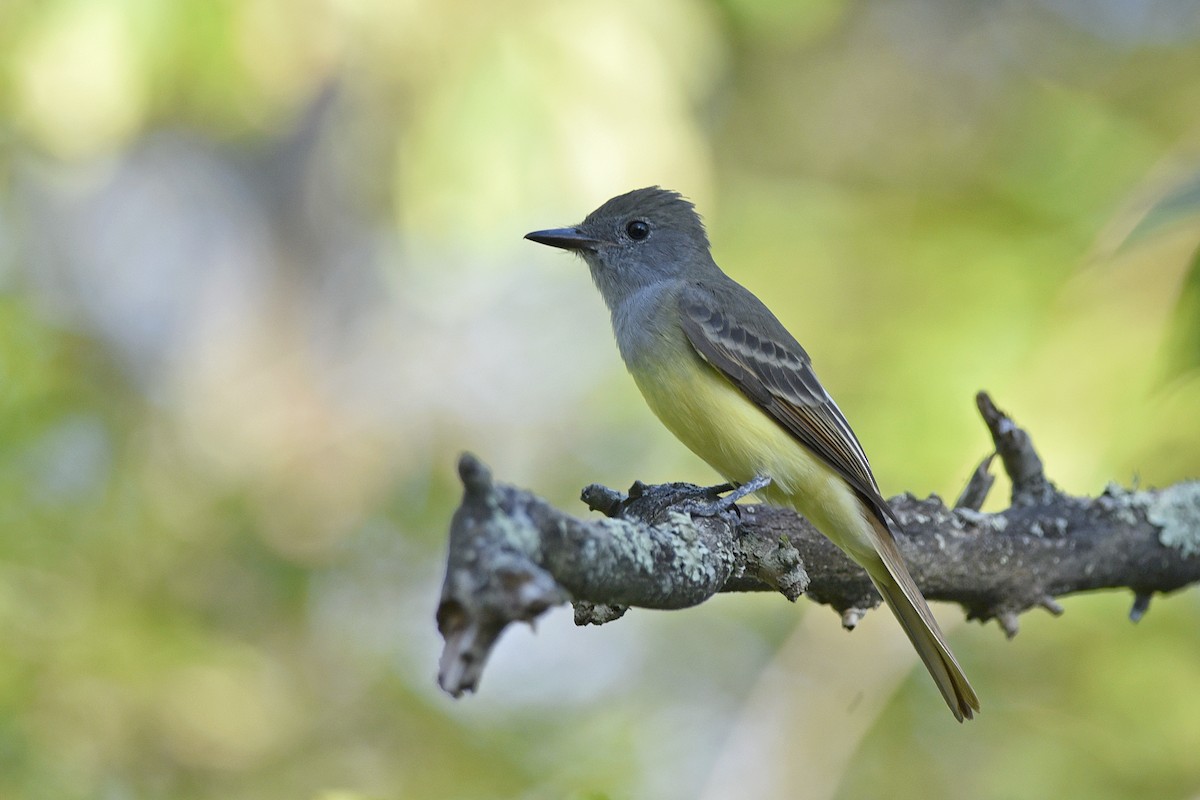 Great Crested Flycatcher - ML325967611