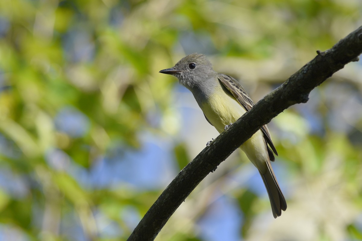 Great Crested Flycatcher - ML325967641