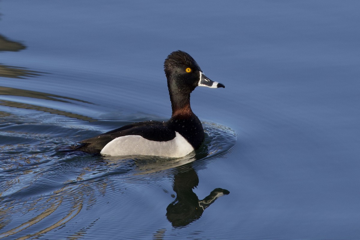 Ring-necked Duck - Aaron Roberge