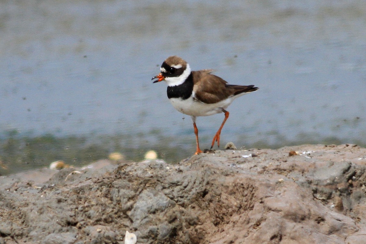 Common Ringed Plover - Min Zhao