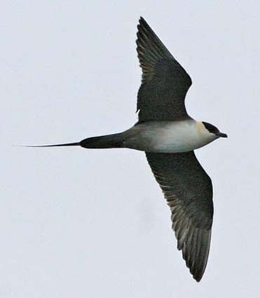 Long-tailed Jaeger - ML32597771