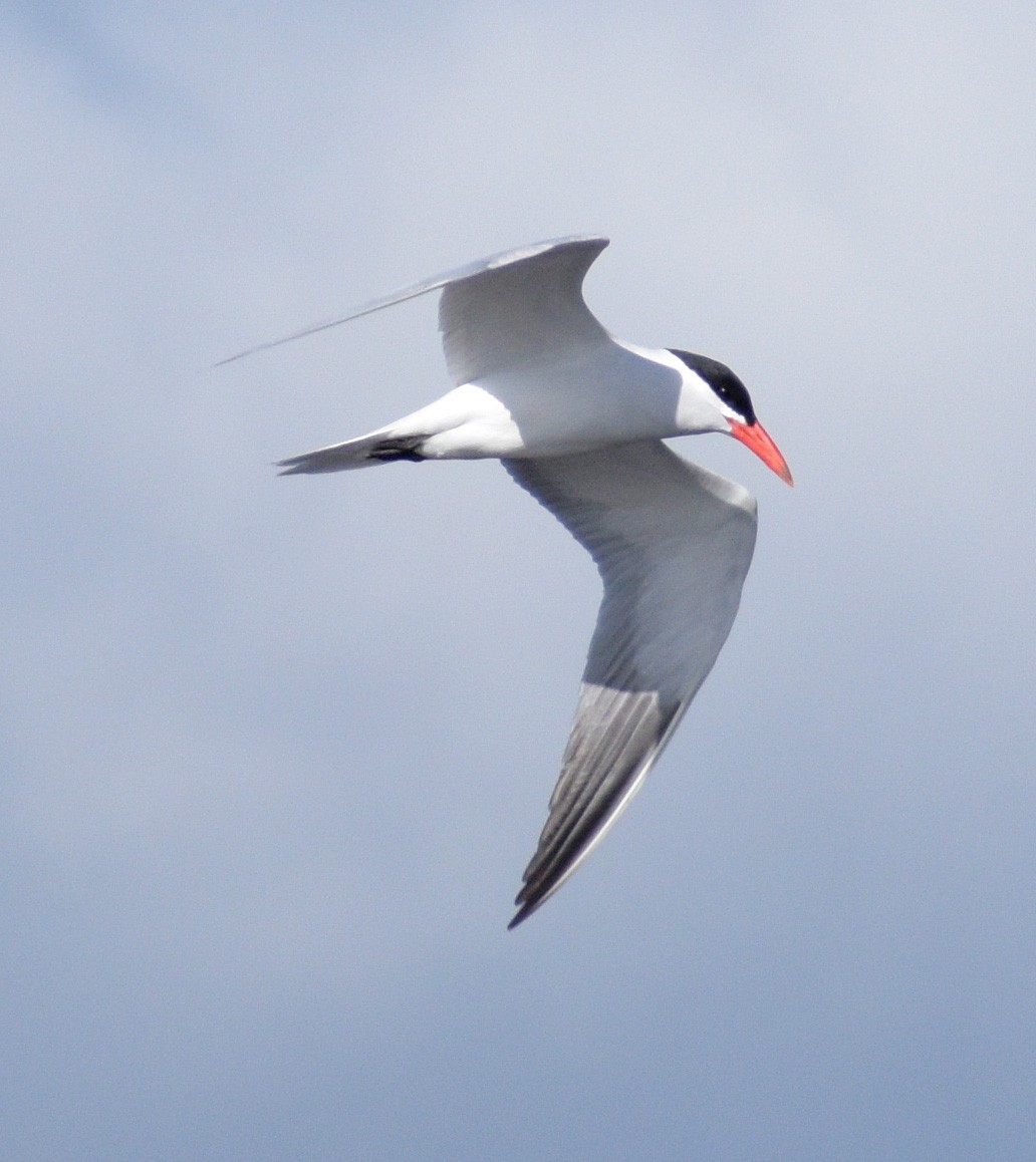 eBird Checklist 13 Apr 2021 Manahawkin WMA 24 species
