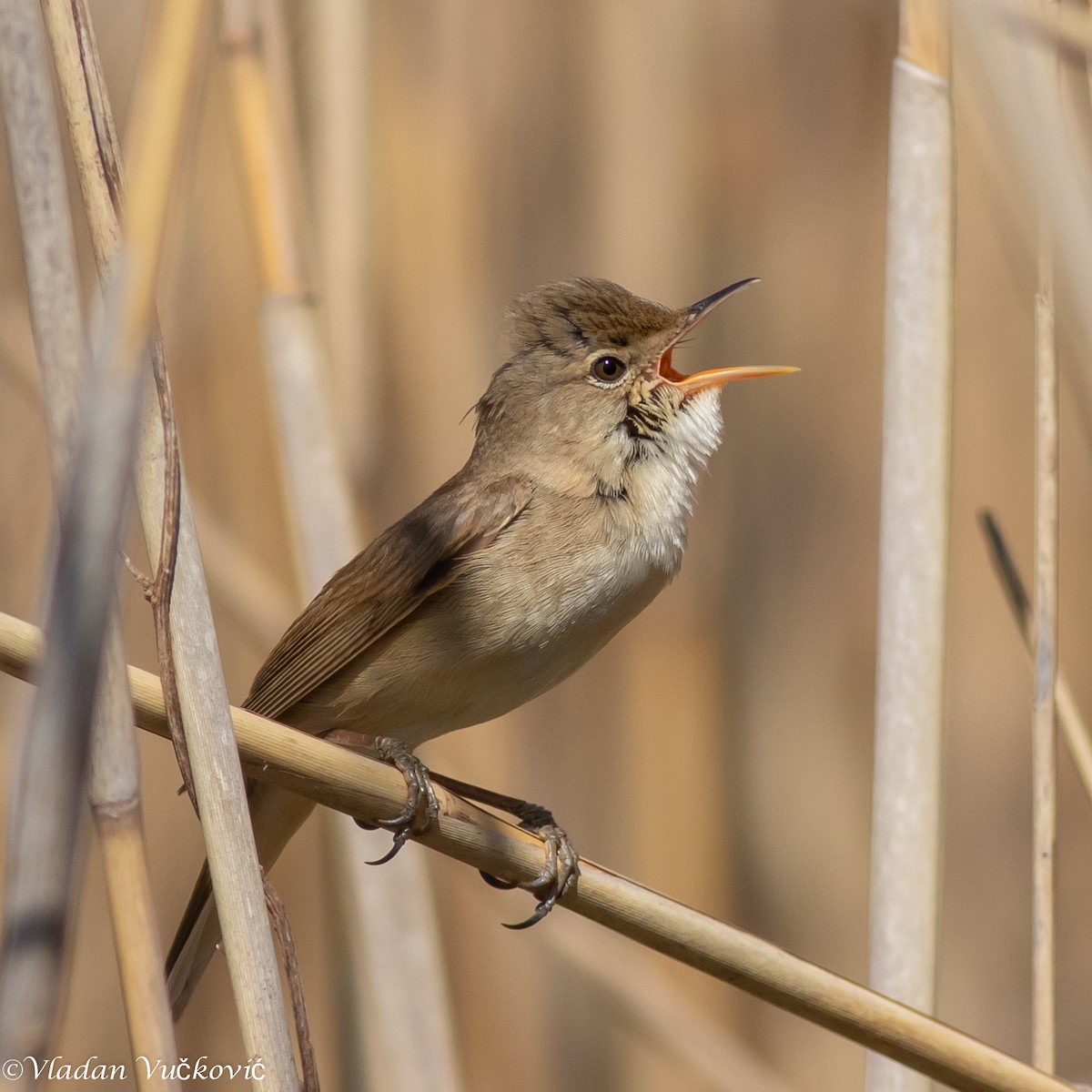 Common Reed Warbler - ML325979161
