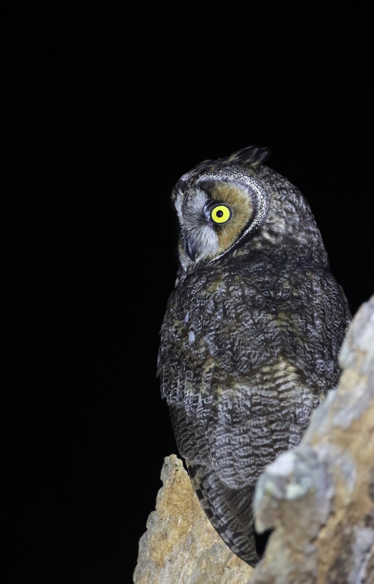 Long-eared Owl - Luke Seitz