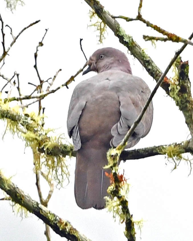 Plumbeous Pigeon - ML325981591