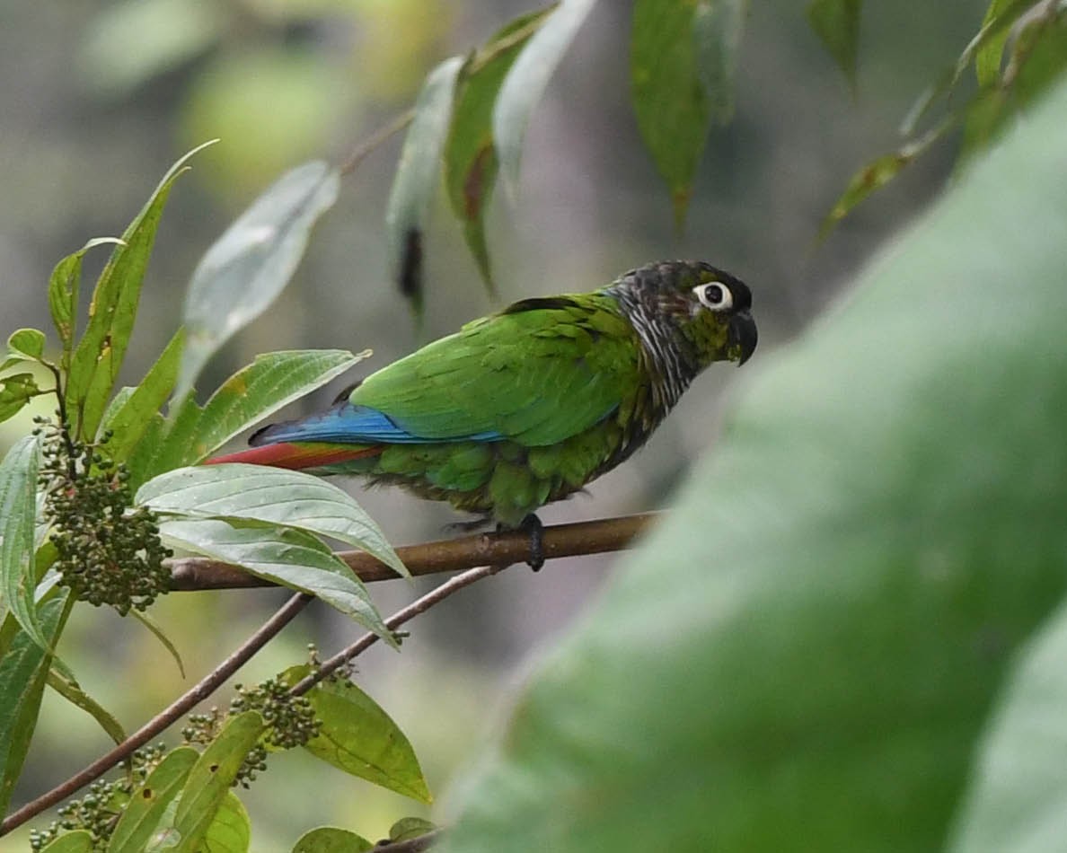 Green-cheeked Parakeet - ML325982261