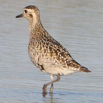 Pacific Golden-Plover - Don Roberson