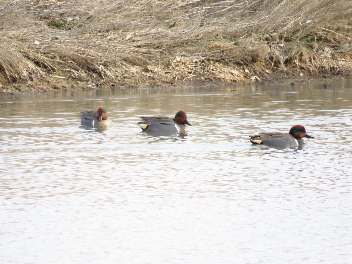 Green-winged Teal - ML325989131