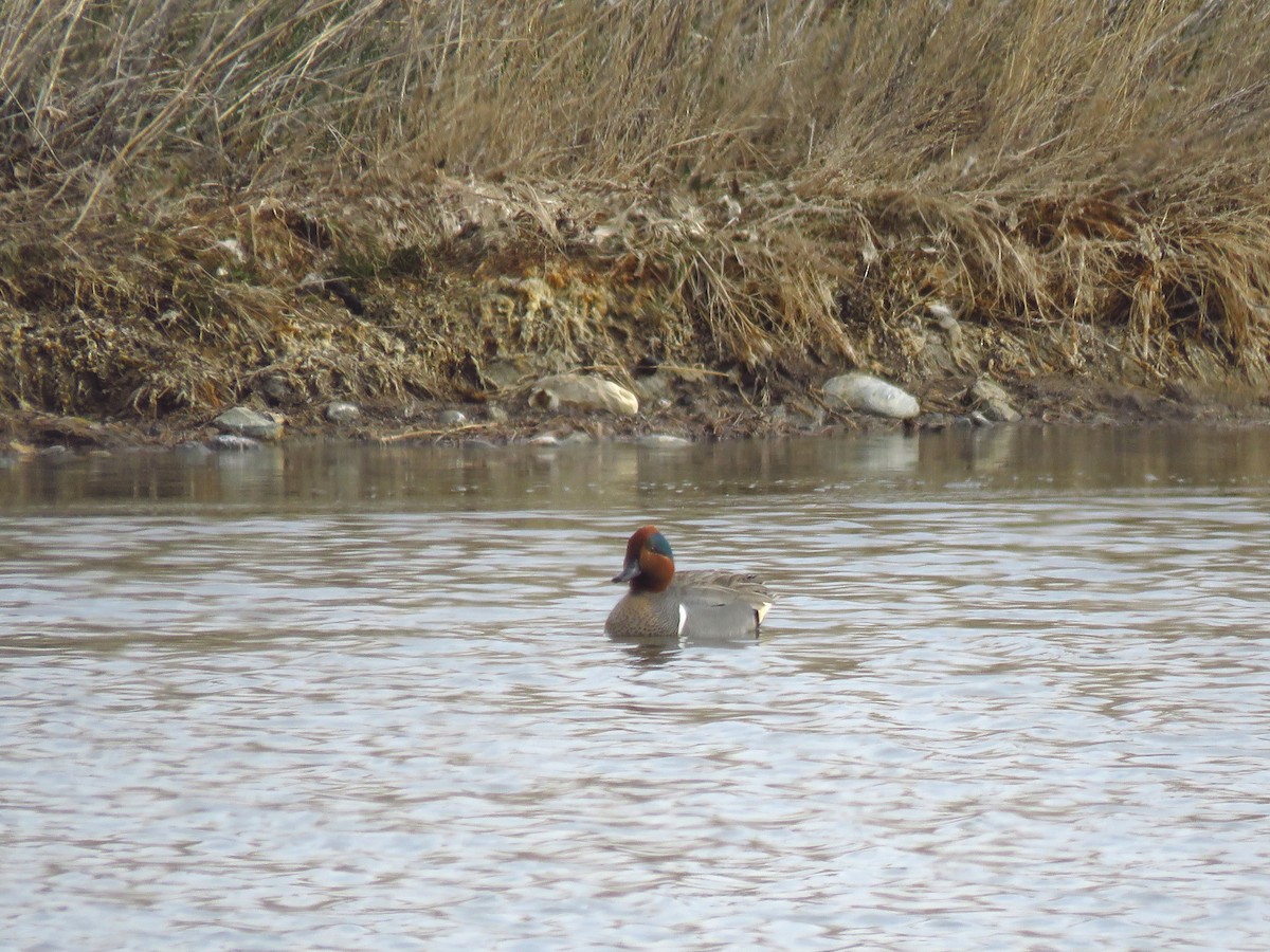 Green-winged Teal - ML325989141