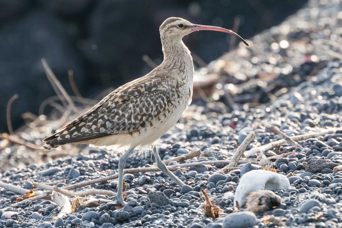 Bristle-thighed Curlew - ML32599131