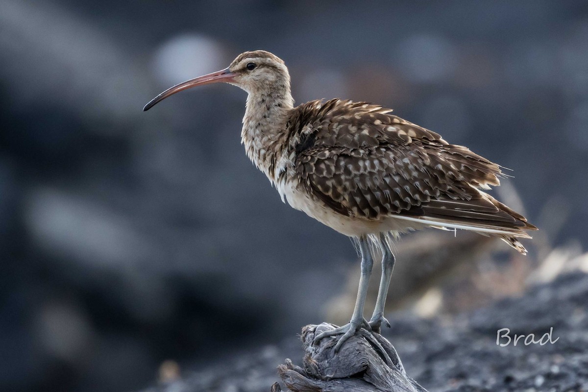 Bristle-thighed Curlew - ML32599141