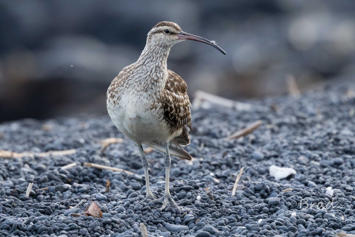 Bristle-thighed Curlew - ML32599151