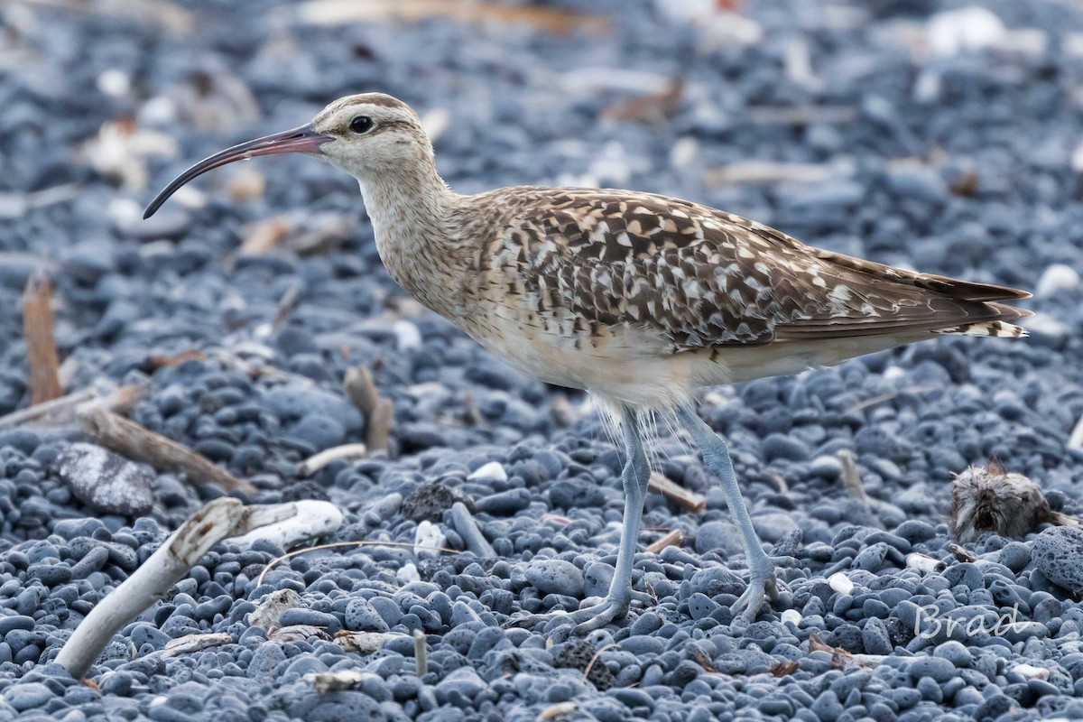 Bristle-thighed Curlew - ML32599161