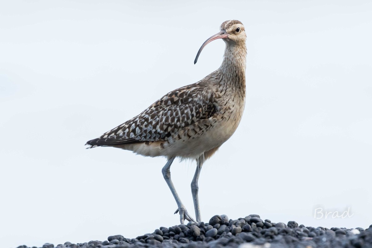Bristle-thighed Curlew - ML32599171