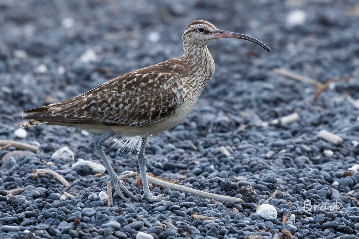 Bristle-thighed Curlew - ML32599181