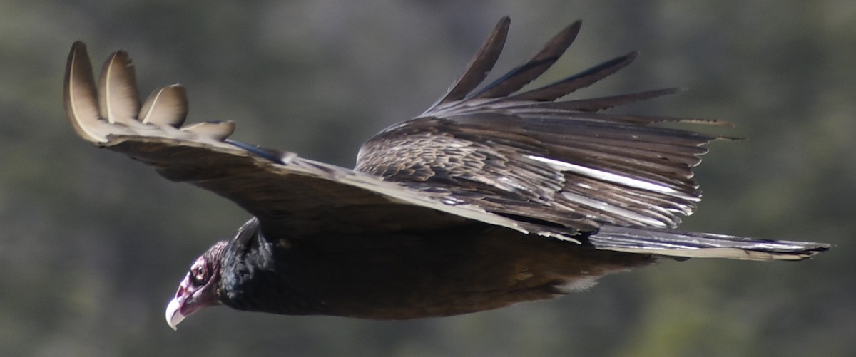 Turkey Vulture - ML325992891