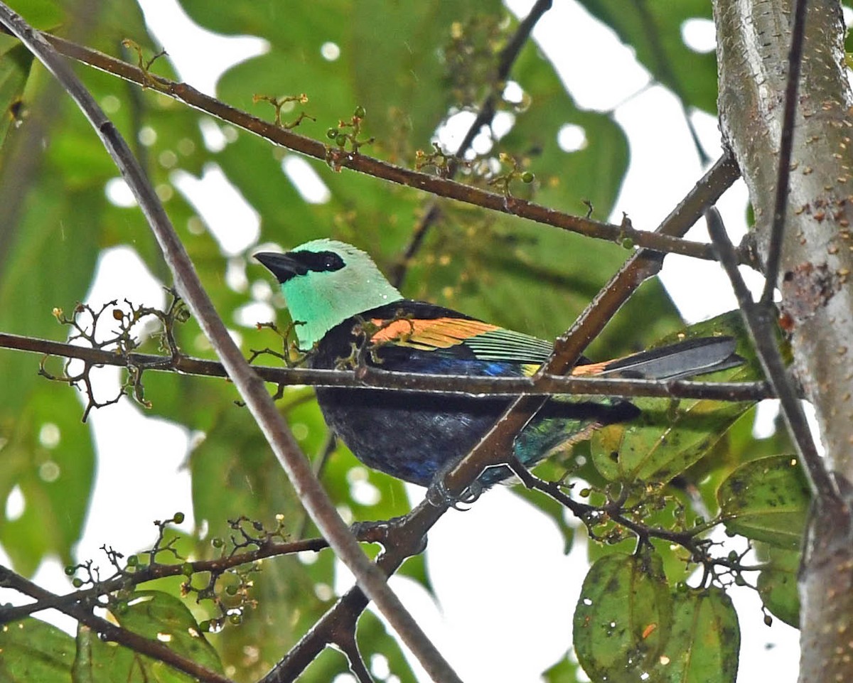 Blue-necked Tanager - ML325995591